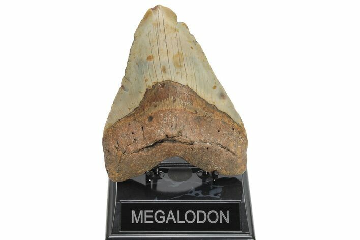 Huge, Fossil Megalodon Tooth - North Carolina #207992